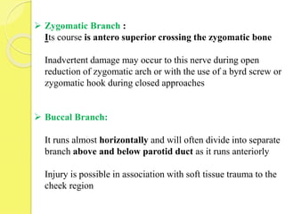  Zygomatic Branch :
Its course is antero superior crossing the zygomatic bone
Inadvertent damage may occur to this nerve during open
reduction of zygomatic arch or with the use of a byrd screw or
zygomatic hook during closed approaches
 Buccal Branch:
It runs almost horizontally and will often divide into separate
branch above and below parotid duct as it runs anteriorly
Injury is possible in association with soft tissue trauma to the
cheek region
 