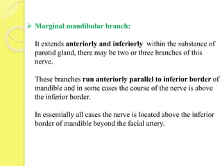  Marginal mandibular branch:
It extends anteriorly and inferiorly within the substance of
parotid gland, there may be two or three branches of this
nerve.
These branches run anteriorly parallel to inferior border of
mandible and in some cases the course of the nerve is above
the inferior border.
In essentially all cases the nerve is located above the inferior
border of mandible beyond the facial artery.
 