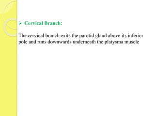  Cervical Branch:
The cervical branch exits the parotid gland above its inferior
pole and runs downwards underneath the platysma muscle
 