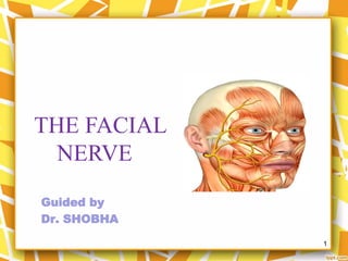 Guided by
Dr. SHOBHA
1
THE FACIAL
NERVE
 