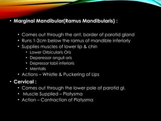 Marginal Ramus Facial nerve course palsy treatment syndromes | PPTX