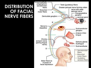 FACIAL NERVE and its branches and surgical anatomy | PPTX