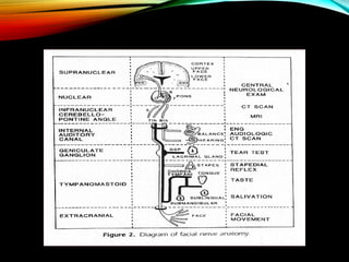 FACIAL NERVE and its branches and surgical anatomy | PPTX