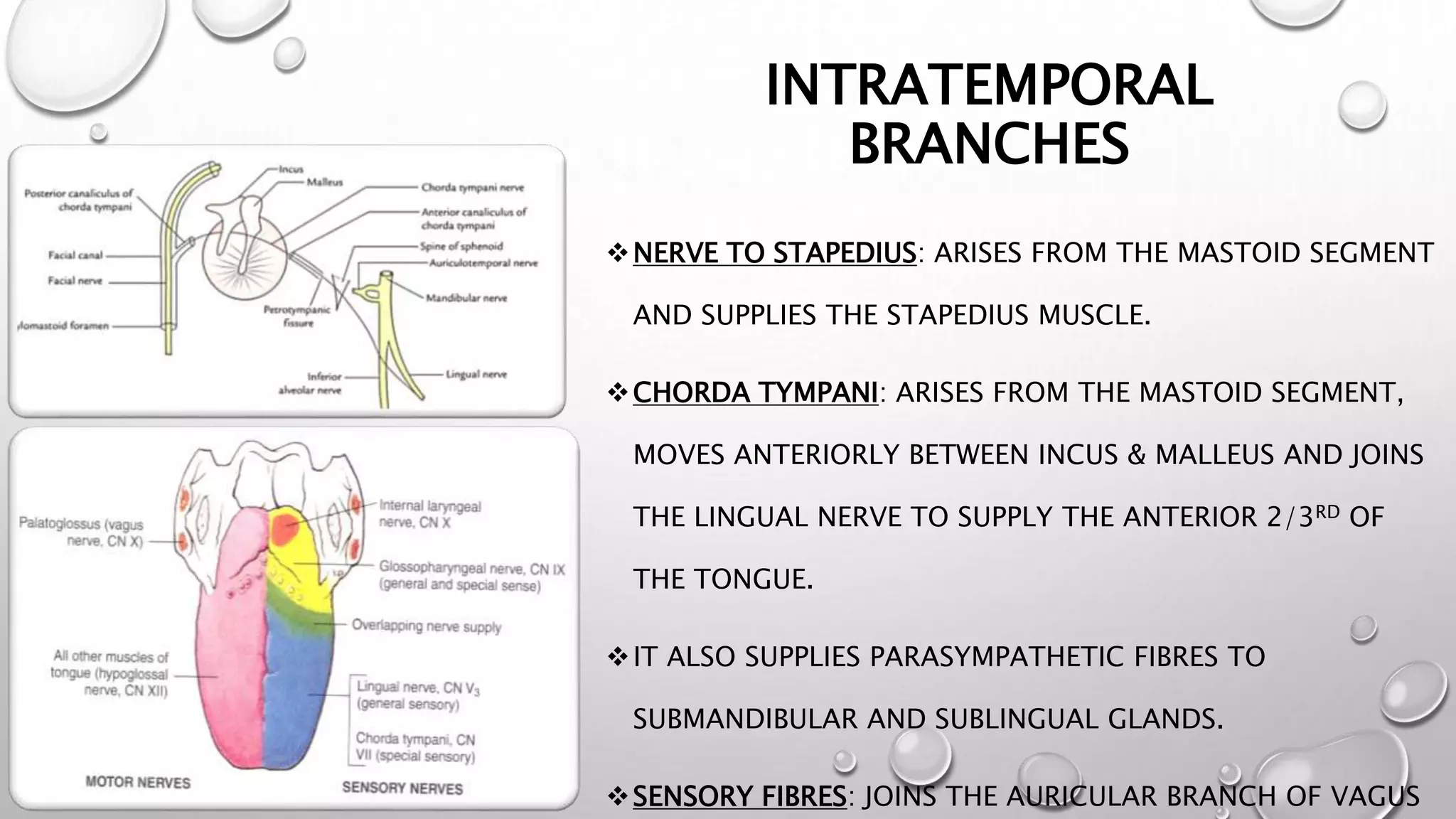 Facial nerve seminar | PPTX