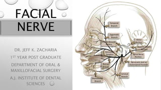 FACIAL
NERVE
DR. JEFF K. ZACHARIA
1ST YEAR POST GRADUATE
DEPARTMENT OF ORAL &
MAXILLOFACIAL SURGERY
A.J. INSTITUTE OF DENTAL
SCIENCES
 