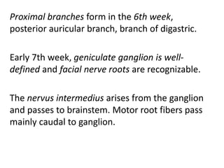 Proximal branches form in the 6th week,
posterior auricular branch, branch of digastric.
Early 7th week, geniculate ganglion is well-
defined and facial nerve roots are recognizable.
The nervus intermedius arises from the ganglion
and passes to brainstem. Motor root fibers pass
mainly caudal to ganglion.
 