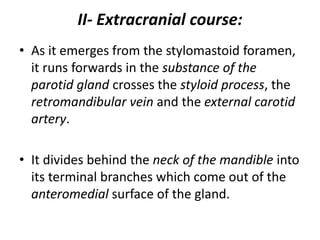 II- Extracranial course:
• As it emerges from the stylomastoid foramen,
it runs forwards in the substance of the
parotid gland crosses the styloid process, the
retromandibular vein and the external carotid
artery.
• It divides behind the neck of the mandible into
its terminal branches which come out of the
anteromedial surface of the gland.
 