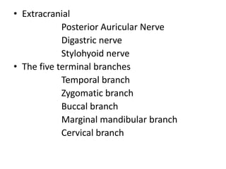 • Extracranial
Posterior Auricular Nerve
Digastric nerve
Stylohyoid nerve
• The five terminal branches
Temporal branch
Zygomatic branch
Buccal branch
Marginal mandibular branch
Cervical branch
 