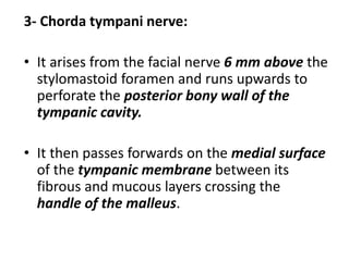 3- Chorda tympani nerve:
• It arises from the facial nerve 6 mm above the
stylomastoid foramen and runs upwards to
perforate the posterior bony wall of the
tympanic cavity.
• It then passes forwards on the medial surface
of the tympanic membrane between its
fibrous and mucous layers crossing the
handle of the malleus.
 