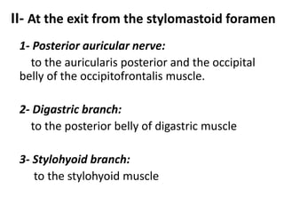 II- At the exit from the stylomastoid foramen
1- Posterior auricular nerve:
to the auricularis posterior and the occipital
belly of the occipitofrontalis muscle.
2- Digastric branch:
to the posterior belly of digastric muscle
3- Stylohyoid branch:
to the stylohyoid muscle
 