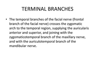 TERMINAL BRANCHES
• The temporal branches of the facial nerve (frontal
branch of the facial nerve) crosses the zygomatic
arch to the temporal region, supplying the auricularis
anterior and superior, and joining with the
zygomaticotemporal branch of the maxillary nerve,
and with the auriculotemporal branch of the
mandibular nerve.
 