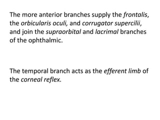 The more anterior branches supply the frontalis,
the orbicularis oculi, and corrugator supercilii,
and join the supraorbital and lacrimal branches
of the ophthalmic.
The temporal branch acts as the efferent limb of
the corneal reflex.
 