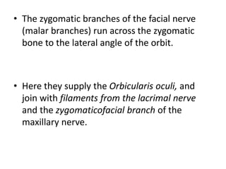 • The zygomatic branches of the facial nerve
(malar branches) run across the zygomatic
bone to the lateral angle of the orbit.
• Here they supply the Orbicularis oculi, and
join with filaments from the lacrimal nerve
and the zygomaticofacial branch of the
maxillary nerve.
 