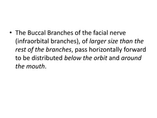 • The Buccal Branches of the facial nerve
(infraorbital branches), of larger size than the
rest of the branches, pass horizontally forward
to be distributed below the orbit and around
the mouth.
 