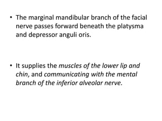 • The marginal mandibular branch of the facial
nerve passes forward beneath the platysma
and depressor anguli oris.
• It supplies the muscles of the lower lip and
chin, and communicating with the mental
branch of the inferior alveolar nerve.
 