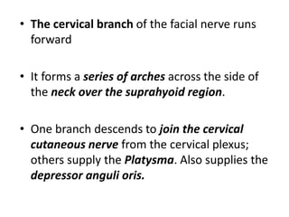 • The cervical branch of the facial nerve runs
forward
• It forms a series of arches across the side of
the neck over the suprahyoid region.
• One branch descends to join the cervical
cutaneous nerve from the cervical plexus;
others supply the Platysma. Also supplies the
depressor anguli oris.
 