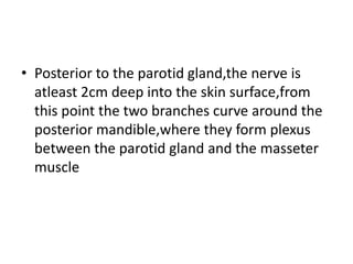 • Posterior to the parotid gland,the nerve is
atleast 2cm deep into the skin surface,from
this point the two branches curve around the
posterior mandible,where they form plexus
between the parotid gland and the masseter
muscle
 