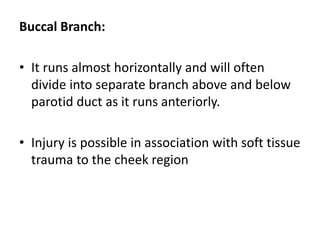 Buccal Branch:
• It runs almost horizontally and will often
divide into separate branch above and below
parotid duct as it runs anteriorly.
• Injury is possible in association with soft tissue
trauma to the cheek region
 