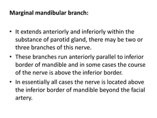 Marginal mandibular branch:
• It extends anteriorly and inferiorly within the
substance of parotid gland, there may be two or
three branches of this nerve.
• These branches run anteriorly parallel to inferior
border of mandible and in some cases the course
of the nerve is above the inferior border.
• In essentially all cases the nerve is located above
the inferior border of mandible beyond the facial
artery.
 