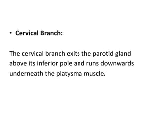 • Cervical Branch:
The cervical branch exits the parotid gland
above its inferior pole and runs downwards
underneath the platysma muscle.
 