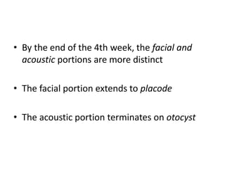 • By the end of the 4th week, the facial and
acoustic portions are more distinct
• The facial portion extends to placode
• The acoustic portion terminates on otocyst
 