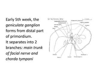 Early 5th week, the
geniculate ganglion
forms from distal part
of primordium.
It separates into 2
branches: main trunk
of facial nerve and
chorda tympani
 