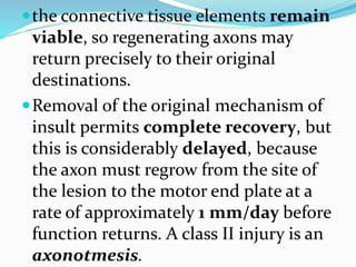 the connective tissue elements remain
viable, so regenerating axons may
return precisely to their original
destinations.
Removal of the original mechanism of
insult permits complete recovery, but
this is considerably delayed, because
the axon must regrow from the site of
the lesion to the motor end plate at a
rate of approximately 1 mm/day before
function returns. A class II injury is an
axonotmesis.
 