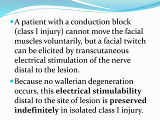 A patient with a conduction block
(class I injury) cannot move the facial
muscles voluntarily, but a facial twitch
can be elicited by transcutaneous
electrical stimulation of the nerve
distal to the lesion.
Because no wallerian degeneration
occurs, this electrical stimulability
distal to the site of lesion is preserved
indefinitely in isolated class I injury.
 