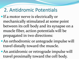 2. Antidromic Potentials
If a motor nerve is electrically or
mechanically stimulated at some point
between its cell body and its synapse on a
muscle fiber, action potentials will be
propagated in two directions:
An orthodromic or antegrade impulse will
travel distally toward the muscle.
An antidromic or retrograde impulse will
travel proximally toward the cell body.
 