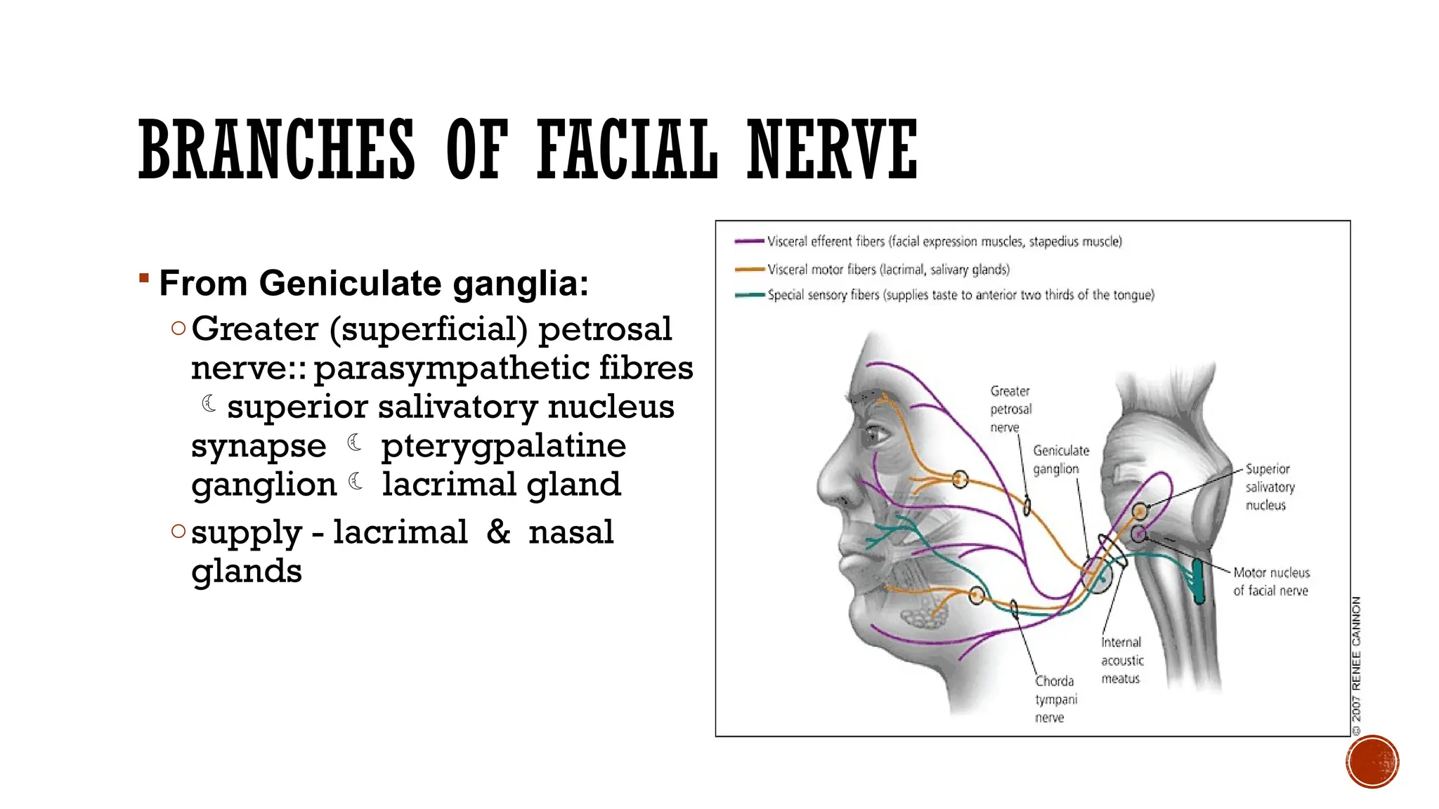facial nerve Anatomy and leison and investigationspptx | PPTX