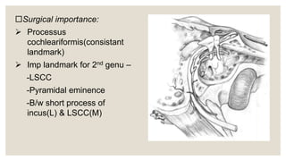 7TH CRANIAL NERVE ANATOMY COURSE AND FUNCTIONS | PPTX