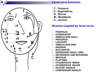 Facial nerve branches:
T…Temporal
Z…Zygomaticus
B…Buccal
M…Mandibular
C…cervical
Muscles supplied by facial nerve:
1. FRONTALIS
2. CURRAGATOR
3. ORBICULARIS OCULI
4. PROCERUS
5. LAVATORS
6. ORBICULARIS ORIS
7. RISORIUS
8. BUCCINATOR
9. DEPRESSOR ANGULI ORIS
10. DEPRESSOR LABII INFERIORIS
11. MENTALIS
12. PLATYSMA
13. ZYGOMATICUS MINOR
14. ZYGOMATICUS MAJOR
15. DILATOR NASALIS
16. COMPRESSOR NASALIS
 