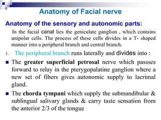 Anatomy of Facial nerve
Anatomy of the sensory and autonomic parts:
In the facial canal lies the geniculate ganglion , which contains
unipolar cells. The process of these cells divides in a T- shaped
manner into a peripheral branch and central branch.
1. The peripheral branch runs laterally and divides into :
 The greater superficial petrosal nerve which passses
forward to relay in the pterygopalatine ganglion where a
new set of fibers gives autonomic supply to lacrimal
gland.
 The chorda tympani which supply the submandibular &
sublingual salivary glands & carry taste sensation from
the anterior 2/3 of the tongue
 