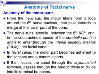 Anatomy of Facial nerve
Anatomy of the motor part:
 From the neucleus, the motor fibers form a loop
around the 6th nerve nucleus, then pass laterally to
merge at the lower part of the pons.
 The nerve runs laterally between the 6th &8th cr.n,
in the subarachnoid space of the cerebello-pontine
angle to enter,through the intenal auditory meatus
(I.A.M), into facial canal.
 In facial canal, the motor part becomes adherent to
the sensory and autonomic parts.
 It then leaves the canal through the stylomastoid
foramen, passes through the parotid gland to divide
into its terminal branches.
 