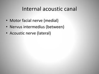 Internal acoustic canal
• Motor facial nerve (medial)
• Nervus intermedius (between)
• Acoustic nerve (lateral)
 
