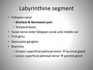 Labyrinthine segment
• Fallopian canal
– Shortest & Narrowest part
– Temporal bone
• Facial nerve enter fallopian canal until middle ear
• First genu
• Geniculate ganglion
• Branches
– Greater superficial petrosal nerve  lacrimal gland
– Lessor superficial petrosal nerve  parotid gland
 