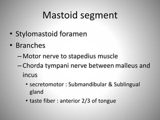 Mastoid segment
• Stylomastoid foramen
• Branches
–Motor nerve to stapedius muscle
–Chorda tympani nerve between malleus and
incus
• secretomotor : Submandibular & Sublingual
gland
• taste fiber : anterior 2/3 of tongue
 