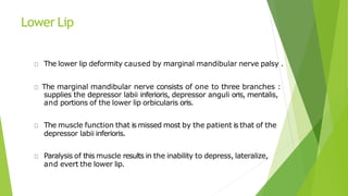 Lower Lip
The lower lip deformity caused by marginal mandibular nerve palsy .
The marginal mandibular nerve consists of one to three branches :
supplies the depressor labii inferioris, depressor anguli oris, mentalis,
and portions of the lower lip orbicularis oris.
The muscle function that is missed most by the patient is that of the
depressor labii inferioris.
Paralysis of this muscle results in the inability to depress, lateralize,
and evert the lower lip.
 