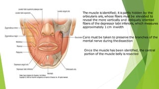 The muscle is identified; it is partly hidden by the
orbicularis oris, whose fibers must be elevated to
reveal the more vertically and obliquely oriented
fibers of the depressor labii inferioris, which measures
approximately 1 cm inwidth
Care must be taken to preserve the branches of the
mental nerve during thedissection
Once the muscle has been identified, the central
portion of the muscle belly is resected
 