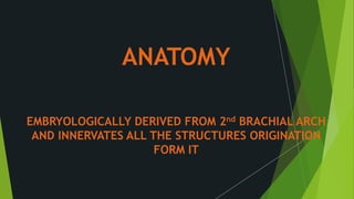 ANATOMY
EMBRYOLOGICALLY DERIVED FROM 2nd BRACHIAL ARCH
AND INNERVATES ALL THE STRUCTURES ORIGINATION
FORM IT
 