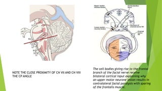 NOTE THE CLOSE PROXIMITY OF CN VII AND CN VIII
THE CP ANGLE
The cell bodies giving rise to the frontal
branch of the facial nerve receive
bilateral cortical input explaining why
an upper motor neurone lesion results in
contralateral facial paralysis with sparing
of the frontalis muscle.
 