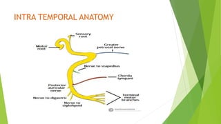 INTRA TEMPORAL ANATOMY
 