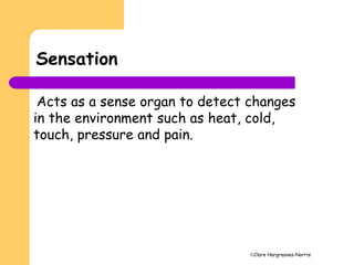 Clare Hargreaves-Norris
Sensation
Acts as a sense organ to detect changes
in the environment such as heat, cold,
touch, pressure and pain.