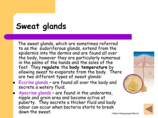Clare Hargreaves-Norris
Sweat glands
The sweat glands, which are sometimes referred
to as the sudoriferous glands, extend from the
epidermis into the dermis and are found all over
the body, however they are particularly numerous
in the palms of the hands and the soles of the
feet They regulate the body temperature by
allowing sweat to evaporate from the body. There
are two different types of sweat glands:
 Eccrine glands – are found all over the body and
secrete a watery fluid.
 Apocrine glands – are found in the underarms,
nipple and groin area and become active at
puberty. They secrete a thicker fluid and body
odour can occur when bacteria starts to break
down the sweat.
 