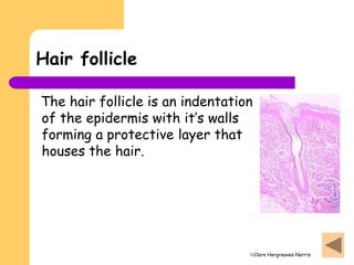 Clare Hargreaves-Norris
Hair follicle
The hair follicle is an indentation
of the epidermis with it’s walls
forming a protective layer that
houses the hair.
 
