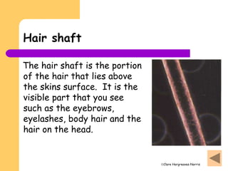Clare Hargreaves-Norris
Hair shaft
The hair shaft is the portion
of the hair that lies above
the skins surface. It is the
visible part that you see
such as the eyebrows,
eyelashes, body hair and the
hair on the head.
 