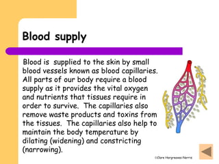 Clare Hargreaves-Norris
Blood supply
Blood is supplied to the skin by small
blood vessels known as blood capillaries.
All parts of our body require a blood
supply as it provides the vital oxygen
and nutrients that tissues require in
order to survive. The capillaries also
remove waste products and toxins from
the tissues. The capillaries also help to
maintain the body temperature by
dilating (widening) and constricting
(narrowing).
 