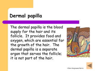 Clare Hargreaves-Norris
Dermal papilla
The dermal papilla is the blood
supply for the hair and its
follicle. It provides food and
oxygen, which are essential for
the growth of the hair. The
dermal papilla is a separate
organ that serves the follicle;
it is not part of the hair.
 