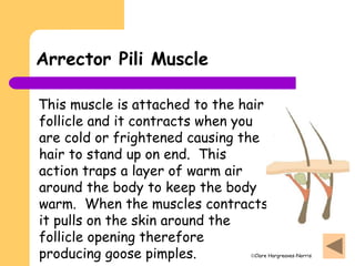 Clare Hargreaves-Norris
Arrector Pili Muscle
This muscle is attached to the hair
follicle and it contracts when you
are cold or frightened causing the
hair to stand up on end. This
action traps a layer of warm air
around the body to keep the body
warm. When the muscles contracts
it pulls on the skin around the
follicle opening therefore
producing goose pimples.
 