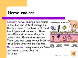 Clare Hargreaves-Norris
Nerve endings
Sensory nerve endings are found
in the skin and detect changes in
the environment such as heat, cold,
touch, pain and pressure. There
are different nerve endings that
detect the different sensations.
They send messages to our brain to
let us know what we are feeling.
Motor nerves bring messages from
our brain to bring about a
response.
 